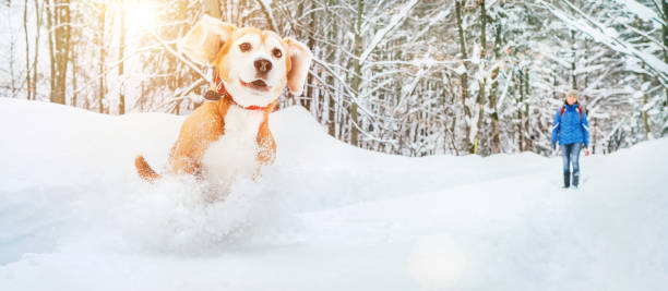 istock Active beagle dog running in deep snow. Winter walks with pets concept image. 1184933171