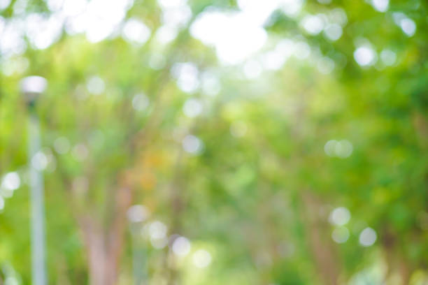 istock Abstract green park blurred background with bokeh 1184934222