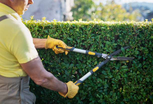 istock Gardener Trimming Hedge In Garden 1184935484