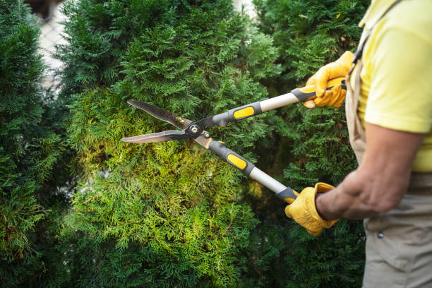 istock Gardener Trimming Hedge In Garden 1184935492