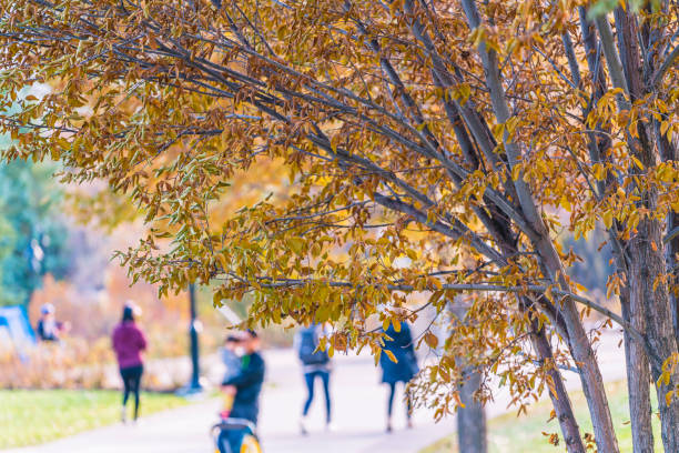 istock Fall autumn trees in a park with 1184937765