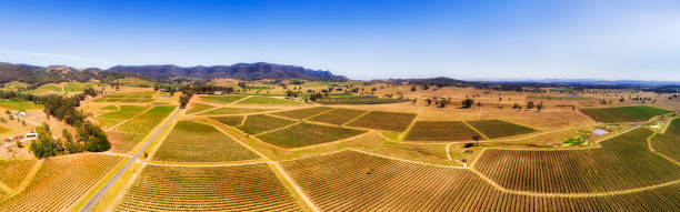 d hv orzeł wysoka patelnia - vineyard hunter valley australia vine zdjęcia i obrazy z banku zdjęć