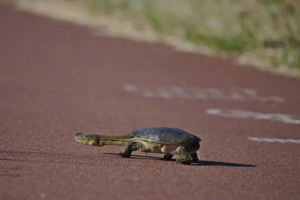 Photo of A Long Necked Turtle taken in the wetlands at Madeley, Western Australia