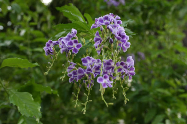 istock Little purple flowers 1184940917