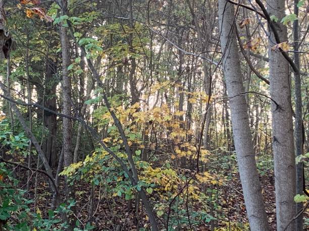 istock Woods of light 1184941910
