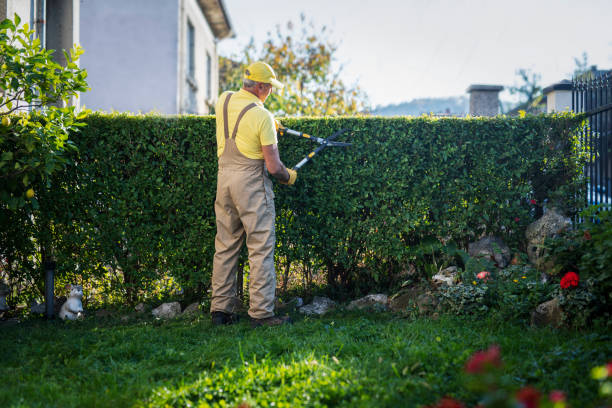 Gardener Trimming Hedge In Garden Adult man gardener cutting hedge with garden scissors, trimming in garden. yellow scissors stock pictures, royalty-free photos & images