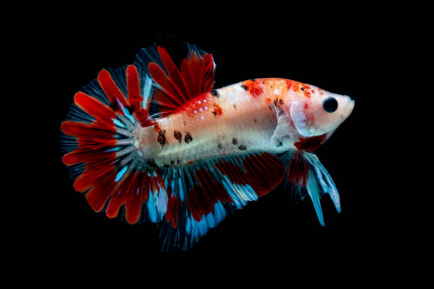 istock Betta fish Fight in the aquarium 1184942617