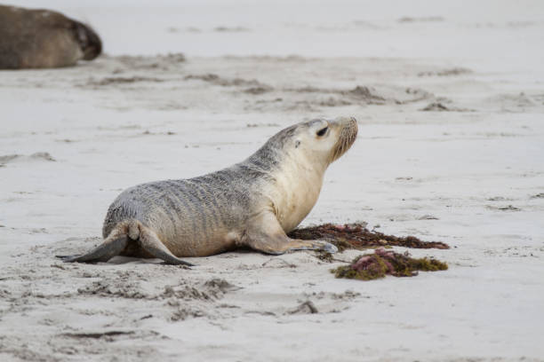 istock Australian Sea Lion 1184946525