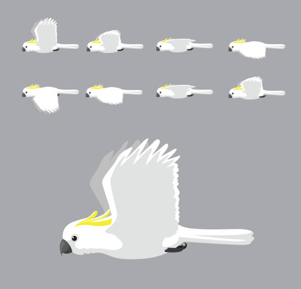 biała siarka crested cockatoo latające animacja sekwencja cartoon vector - sulphur crested cockatoo stock illustrations