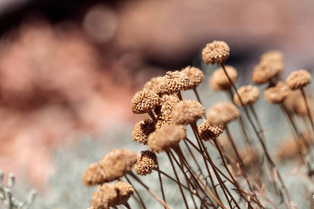 A collection of dried brown flowers on thin stalks in the midday hot sun.