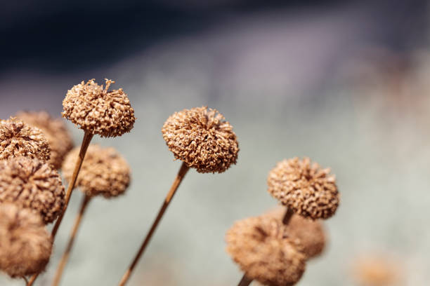 A collection of dried brown flowers on thin stalks in the midday hot sun.