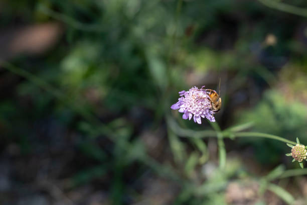 istock Lilac Grass-leaved Scabious flower in St. Gallen, Switzerland. Its 1184951202