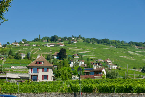 istock Lavaux Vineyards viewed from Cully 1184953557