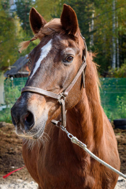 istock Chestnut horse with pigtails 1184956758