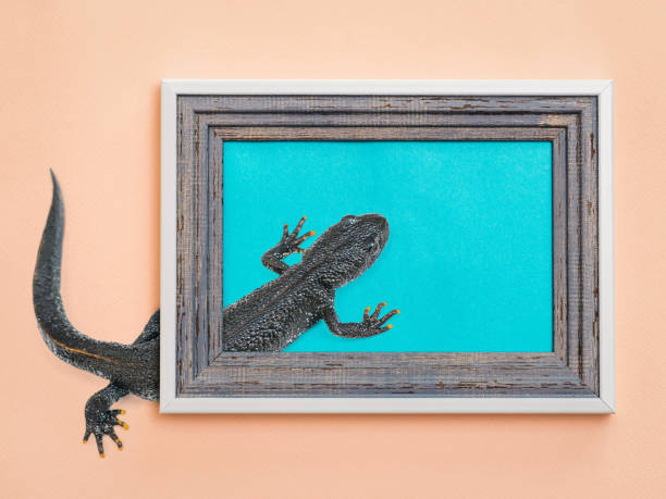 istock Art collage black lizard crawling between the frame and the wall. Contemporary art. 1184959568