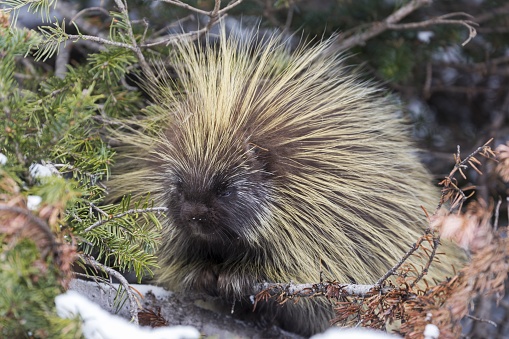 North American Porcupine (Erethizon Dorsatum), also known as the Canadian Porcupine or common porcupine, with yellow green coat of quills standing in low branches of pine forest