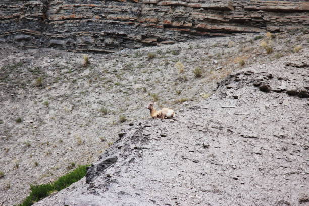 istock Mountain goat spotted on Yellowstone mountains 1184965472