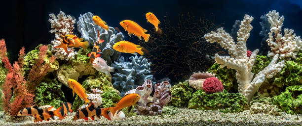 freshwater aquarium as pseudo-sea. aqua scape and aqua design of aquarium - hobbies freshwater fish underwater panoramic imagens e fotografias de stock