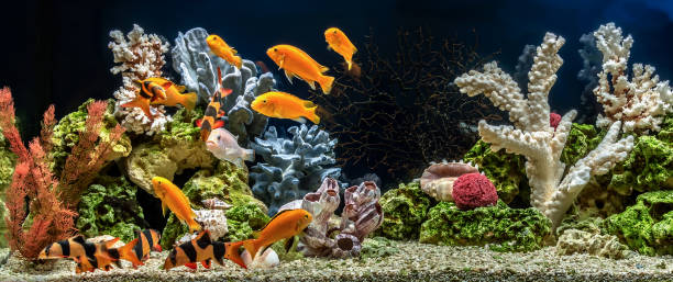 пресноводный аквариум как псевдо-море. аква-пейзаж и аква дизайн аквариума - hobbies freshwater fish underwater panoramic стоковые фото и изображения