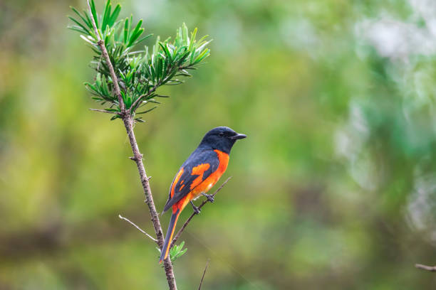 istock Snimals in The Wild 1184967200