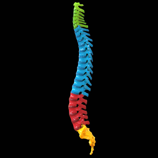 istock Vertebral Column of Human Skeleton System Anatomy Lateral View 1184968927