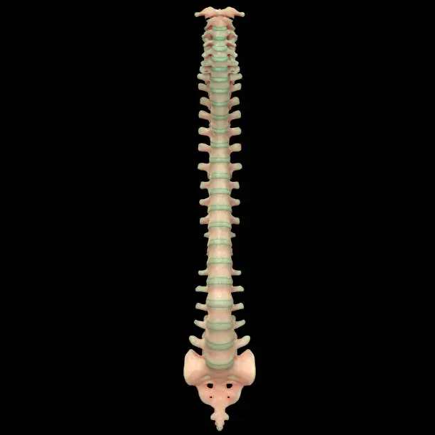 3D Illustration of Vertebral Column of Human Skeleton System Anatomy Anterior View