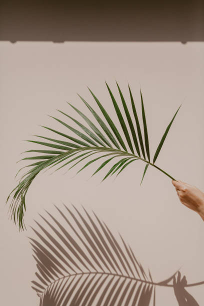 пальмовая ветвь в руке отбрасывает интересную тень на стену - symmetry axis стоковые фото и изображения