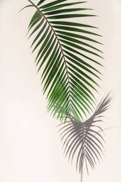 istock Vertical branch of  palm tree casts interesting shadow on wall 1184971054
