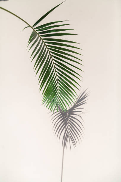 istock Vertical branch of  palm tree casts interesting shadow on wall 1184971173