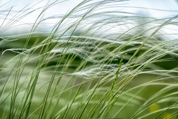 istock Feather Grass in the meadow inflates the wind 1184971264