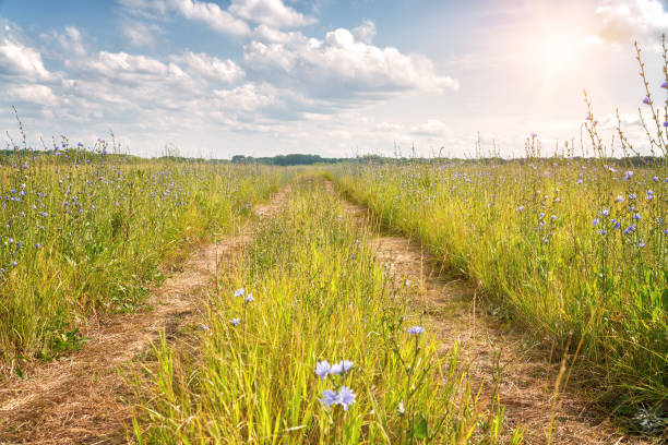 istock Dirt road through the meadow to the forest 1184971265