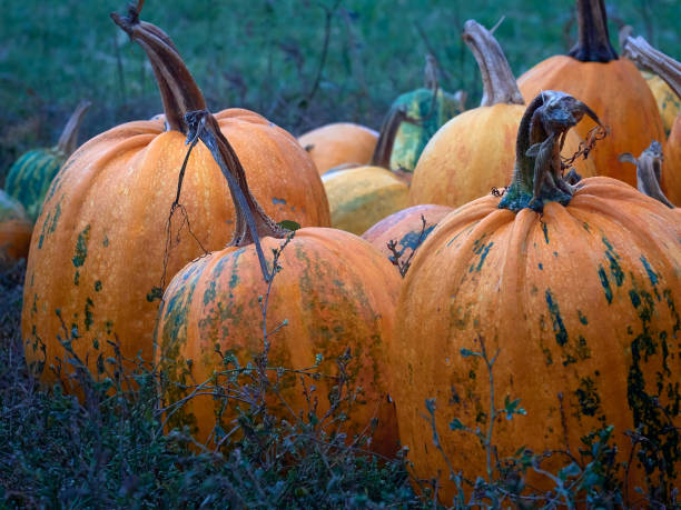 istock Fresh pumpkins on a farm. 1184972888