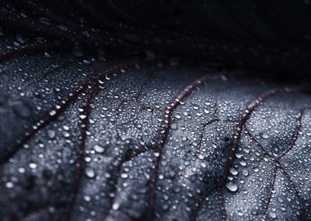 istock Close-up of Water Drops on a Leaf 1184973212