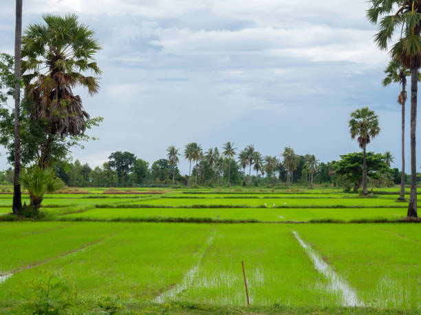 istock Rice field green grass blue sky cloud. 1184974130