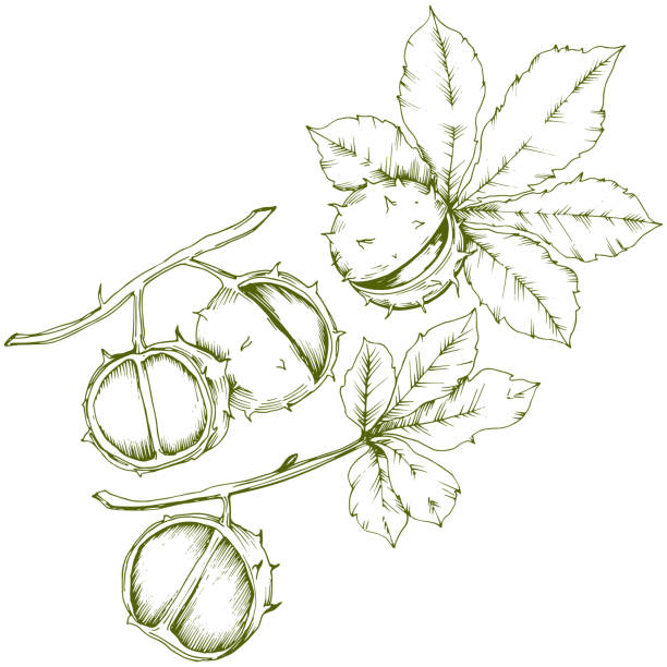 ilustrações de stock, clip art, desenhos animados e ícones de vector autumn chestnut plant and leaves. leaf plant botanical garden floral foliage. - chestnut tree