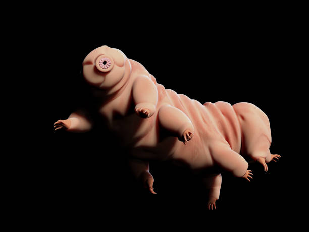 tardigrade, microscopic water bear isolated on black background cute microscopic life form, cutout on black ground water bear stock pictures, royalty-free photos & images