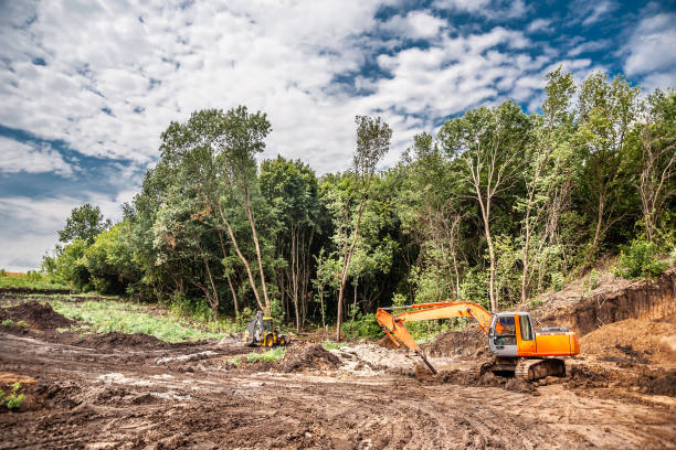 istock An excavator clears a site in the forest 1184979097
