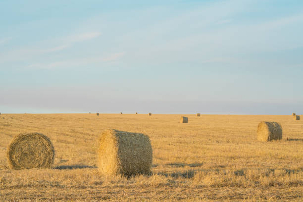 istock Fodder, forage, haymaking. Hay bales on the field, agriculture. 1184979674