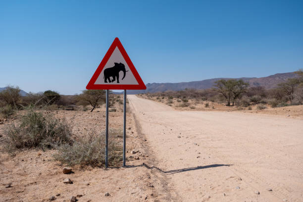 istock Elephant Crossing Road Warning Sign in Namibia 1184983157