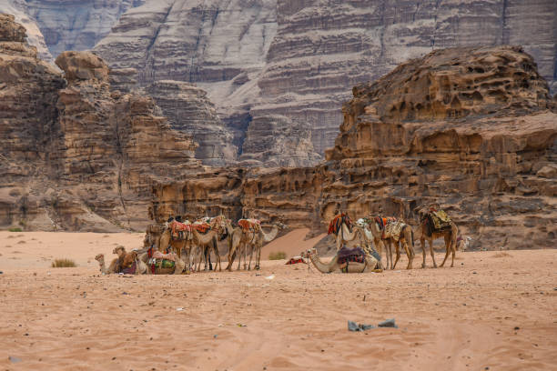 istock Camels Wadi Rum Desert in Jordan 1184984646
