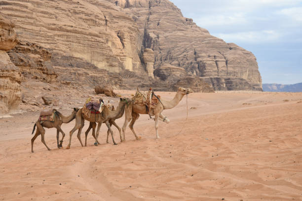 istock Camels Wadi Rum Desert in Jordan 1184984892