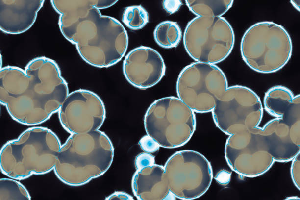 Shape of bacterial cell: cocci, bacilli, spirilla bacteria background