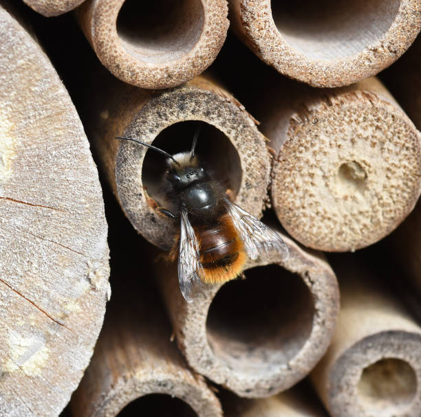 istock Apoidea, Hymenoptera, Insect hotel, wildlife 1184986956