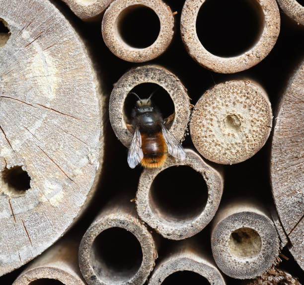 istock Apoidea, Hymenoptera, Insect hotel, wildlife 1184986961