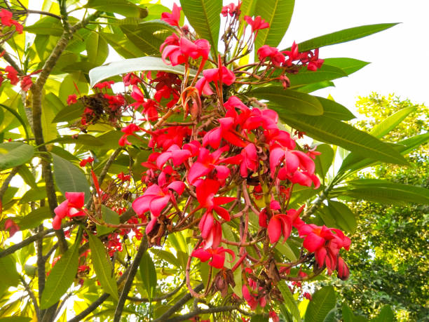 istock A picture of flowers 1184987104