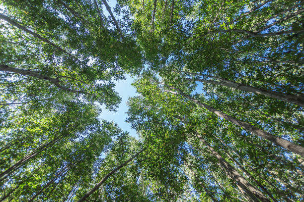 istock Forest trees with sunlight of nature 1184988585
