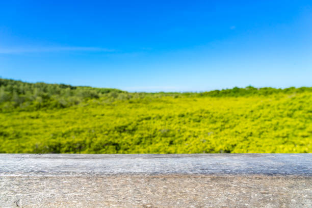 Wooden texture on green trees background