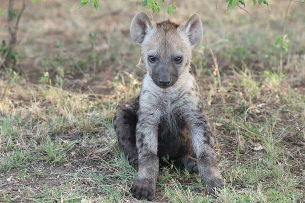 istock Hyena cub in the african savannah. 1184990344
