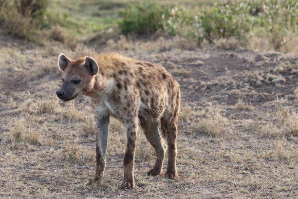 istock Fluffy hyena in the african savannah. 1184990430