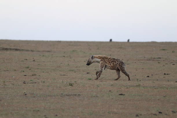 istock Hyena walking in the african savannah. 1184990431
